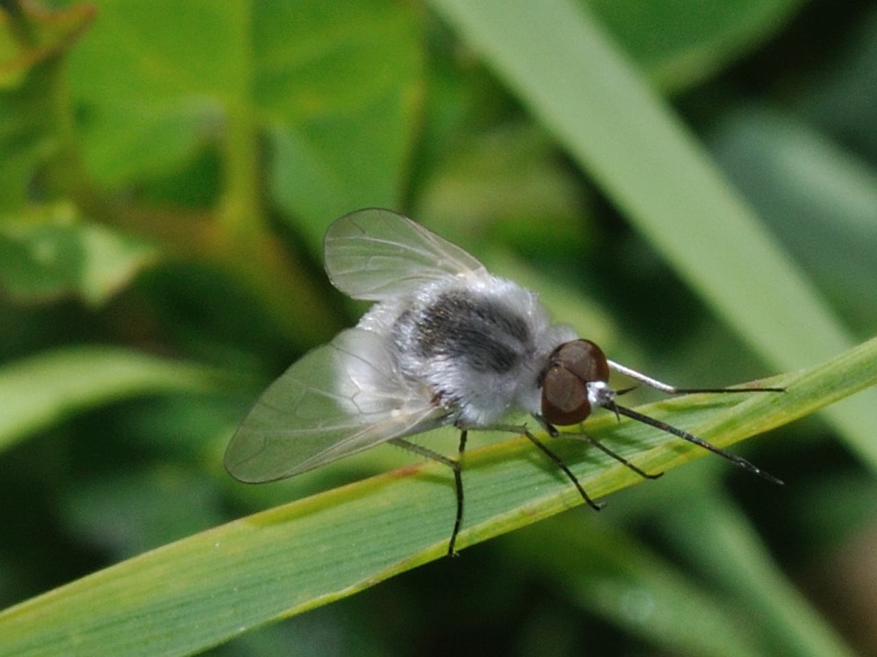 Geron sp. (Bombyliidae)